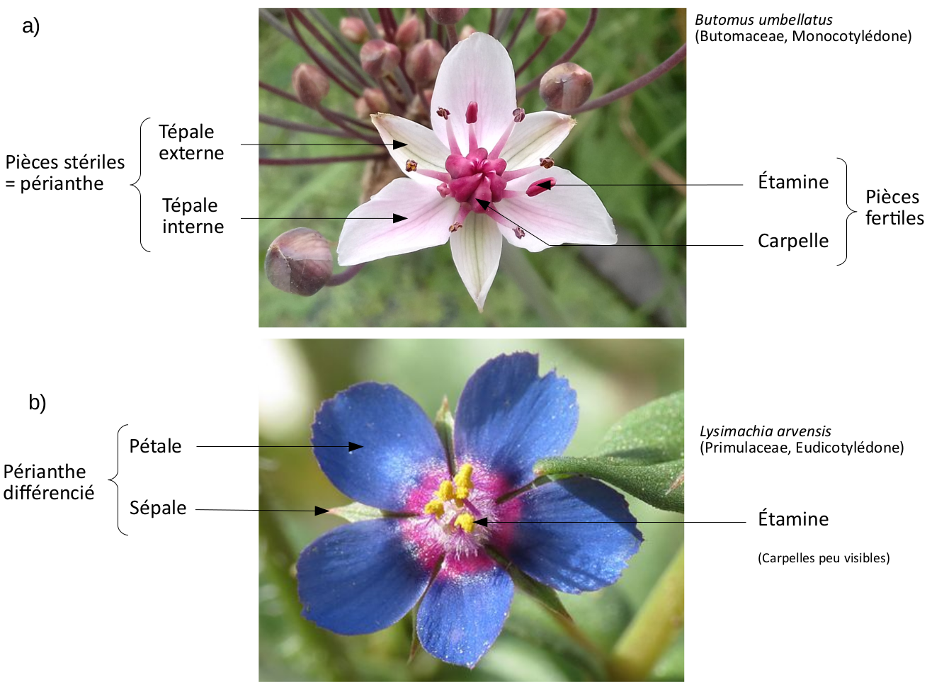 Image De Fleur Avec Leur Nom Pdf